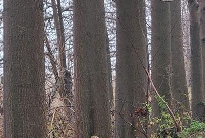 Teren de 300 mp, în Chiajna