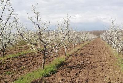 Teren de 17500 mp, în Central - 3