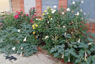 De vanzare proprietate spa?ioasa 2 case + curte generoasa - 5