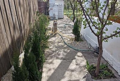 Casă individuală cu 9 camere cu Canalizare în Dragomirești-Deal - 20