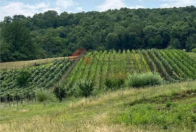 Spațiu comercial, în Tomești - 4