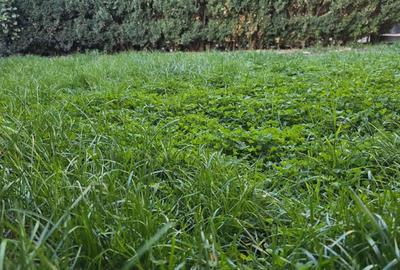 Spațiu comercial, în Central - 1