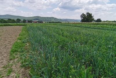 Zona in Expansiune! Teren-5.000 mp/ Arges/Burlusi/Ciofrangeni - 12