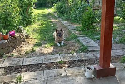 Casă cu 6 camere în Marghita - 1