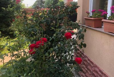 Casă individuală cu 6 camere cu Canalizare în Cornetu - 36