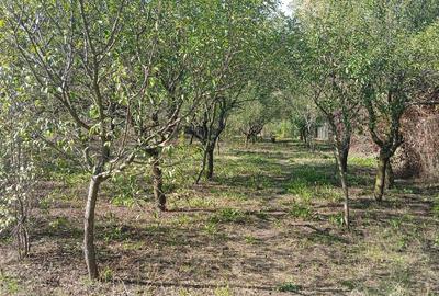 Teren intravilan Teslui - 2