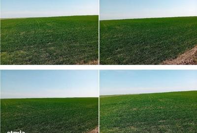 Spațiu comercial, în Lunga - 1