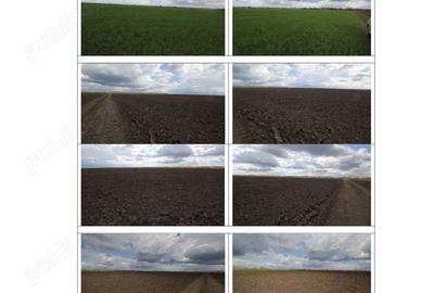 Terenuri extravilane agricole in Com. Cheveresu Mare, jud. Timis Terenuri extravilane agricole in Com. Cheveresu Mare, jud. Timis - 1