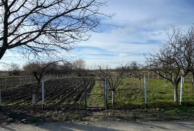 Teren de 1300 mp, în Curtișoara - 12