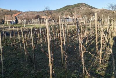 Casă în Vințu de Jos - 5