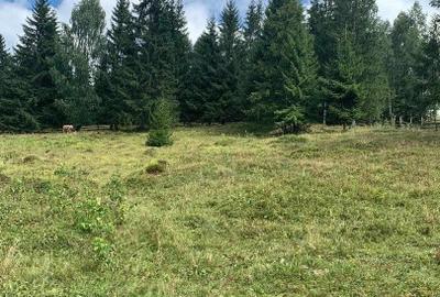 Teren Construcții intravilan de 9908 mp, în Dorna-Arini - 13