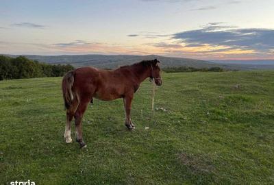 Teren de 1100 mp, în Bârnova