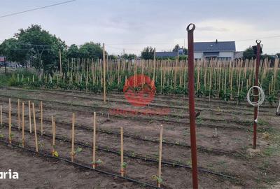 Casă cu 2 camere cu Teren 1711 Mp în Topraisar - 3