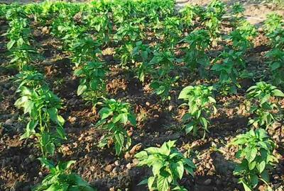 Spațiu comercial, în Negulești - 5