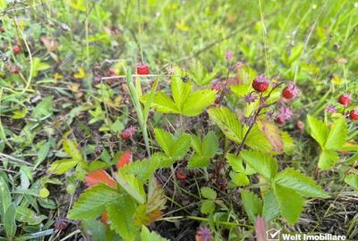 Casa de vacanta, cu lac, 5640 mp teren, Huta, com. Chiuiesti, jud. Cluj - 26