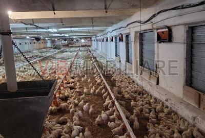 Spațiu comercial, de 5,000 mp, în Podgoria - 2