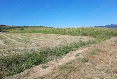 Teren de 2500 mp, în Berzasca - 17