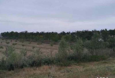 Casă cu 2 camere cu Teren 10000 Mp în Central - 3