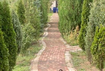 Vilă | 7 Camere |  Ds+P+1E+M | Teren 1346mp | Ieșire la Lac | Comuna Berceni - 7