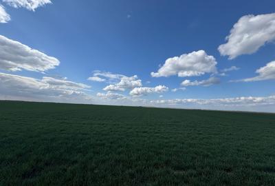 Teren agricol extravilan de 17700 mp, în Biharia - 5