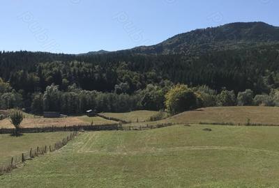 Teren de 6600 mp, în Cuejdiu