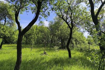 Teren de vânzare în Tiocul de Jos, comuna Cornești , Gherla – aproape de Cluj - 2