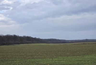 Teren 15000 mp intr. in Scrovistea langa Snagov - 8