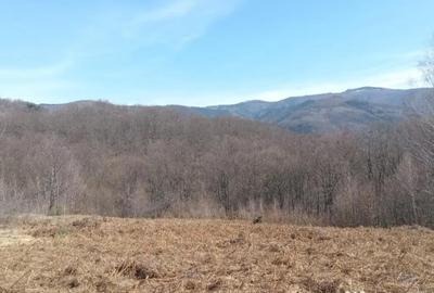 Teren de 10000 mp, în Luncșoara - 4