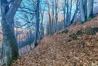 22.206 mp (2,2 Ha) TEREN INTRAVILAN SUPERB CU PEISAJ PANORAMIC, NEGRENI - CLUJ - 13