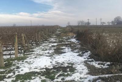 Teren de 4019 mp, în Exterior Vest - 2