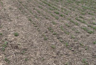 Teren de 660000 mp, în Vasilați - 4