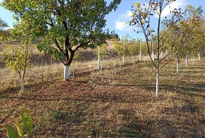 Teren agricol intravilan de 730 mp, în Sud-Vest - 5