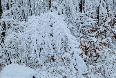 Casă cu 3 camere cu Teren 2000 Mp în Central