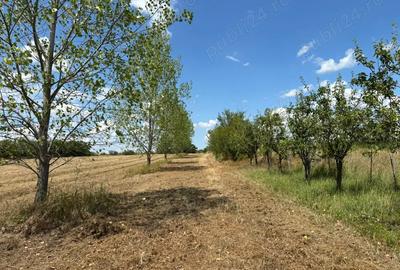 Casa P+M+Teren 1,6 ha Ideal Pensiune Camin varstnici Viile Satu Mare - 3