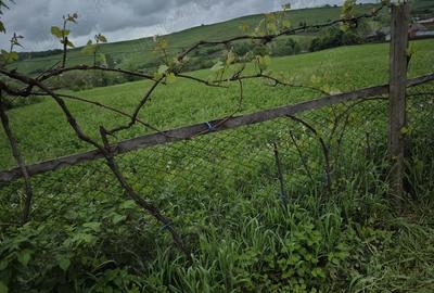 Casa cu anexe ?i padure - 1