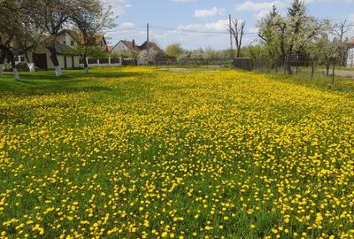 Spațiu comercial, în Băcel - 4