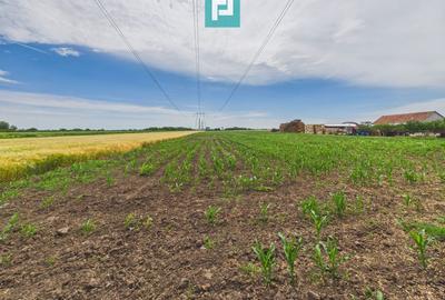 Teren agricol extravilan de 10000 mp, în Gai - 3