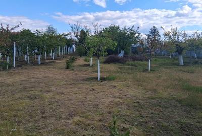 Teren de 845 mp, în 1 Decembrie - 3