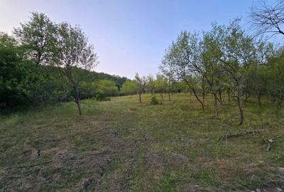 Teren de 7547 mp, în Ulieș - 6