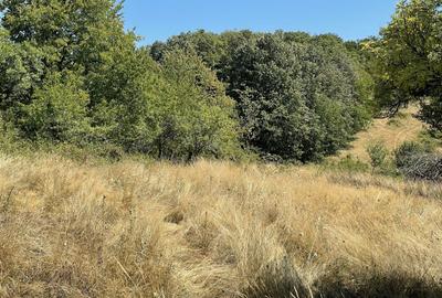 Teren extravilan de 45809 mp, în Mădrigești - 21