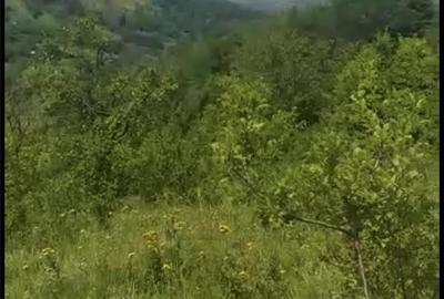 Teren de 5531 mp, în Drajna - 3