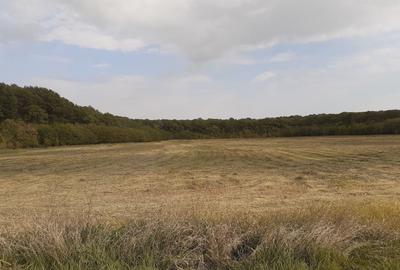 Teren intravilan inconjurat de padure - Ciofliceni, Snagov - 10