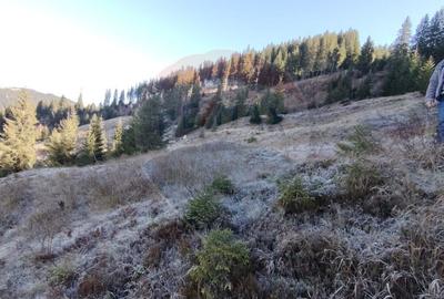 Teren 31,461mp Panaci / Prelungirea Ialovita - 27