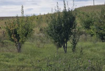 Casă cu 3 camere cu Canalizare în Căciulești - 2