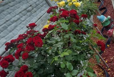 Casă cu 4 camere în Albești - 9