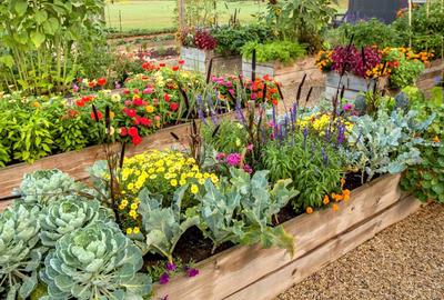 Gradina Urbana in Bucuresti, sect 3. Cultivi ce vrei TU. Bio, Eco. Loturi de 50 - 3