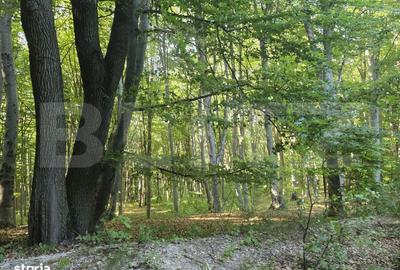 Spațiu comercial, în Ciurila - 4