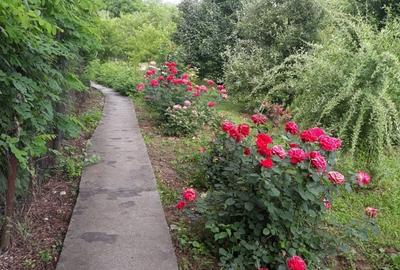 Casă cu 4 camere în Pitaru - 7