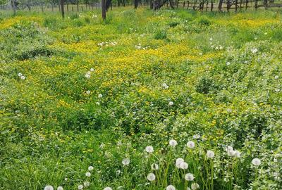 Casa traditionala Rau Sadului (Sibiu) - 3