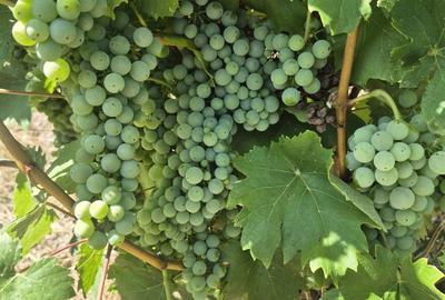 Teren de 35000 mp, în Popești - 2